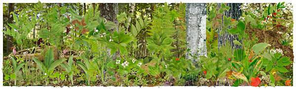 Boreal Forest Floor